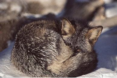 SE官方发布《漫威复仇者》黑豹免费DLC最新宣传片 